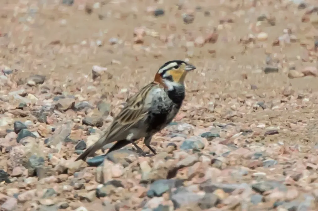 File:Chestnut-collared Longspur (Calcarius ornatus) (20325373986).jpg