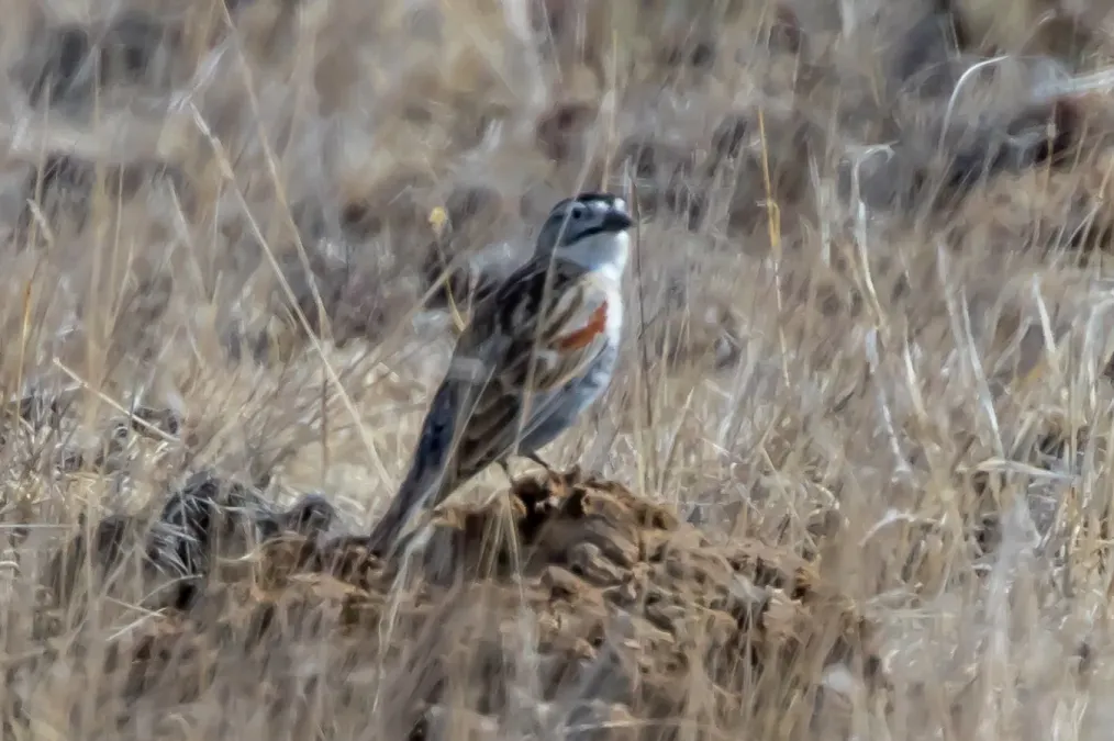 File:Thick-billed Longspur (Rhynchophanes mccownii) (19730661933).jpg