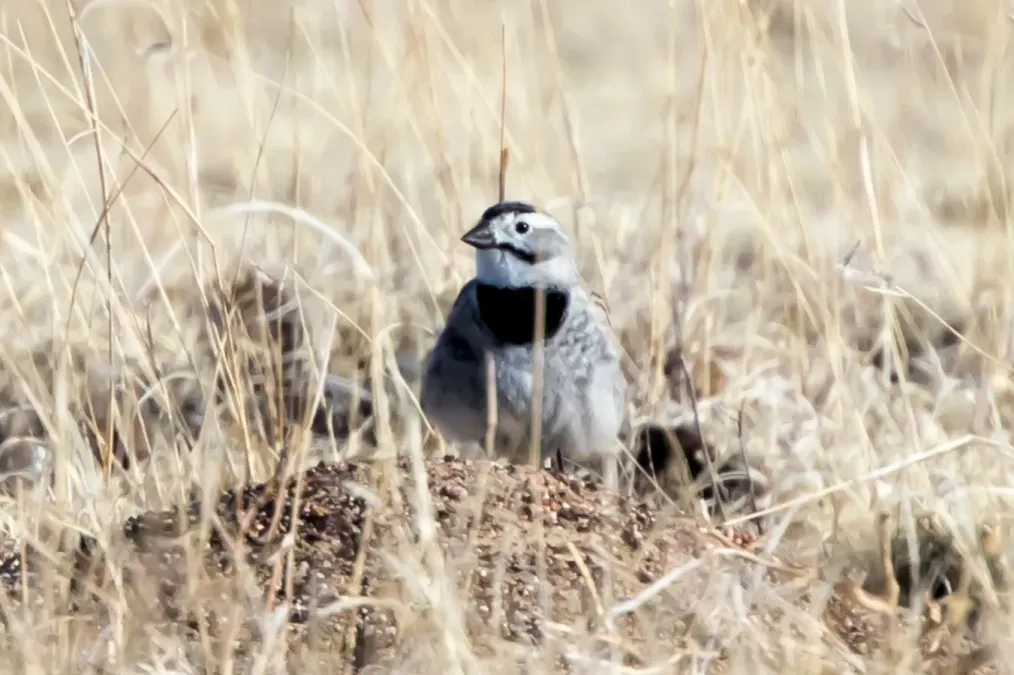 File:Thick-billed Longspur (Rhynchophanes mccownii), Briggsdale, Colorado (20164889689).jpg