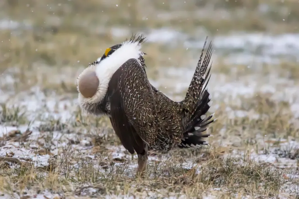 File:Sage Grouse (Centrocercus urophasianus) (20163421948).jpg