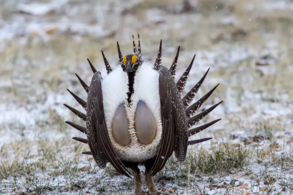 File:Sage Grouse (Centrocercus urophasianus) (20163396928).jpg