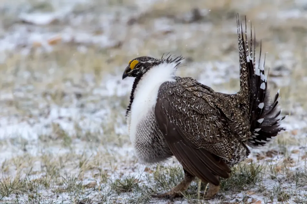 File:Sage Grouse (Centrocercus urophasianus) (20325146416).jpg