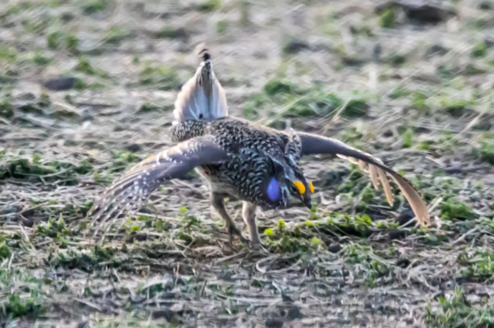 File:Sharp-tailed Grouse (Tympanuchus phasianellus) (20164618269).jpg