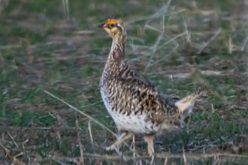 File:Sharp-tailed Grouse (Tympanuchus phasianellus) (19730299703).jpg