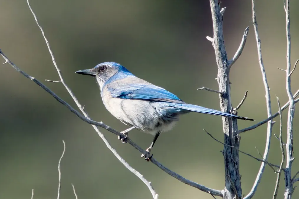 File:Woodhouse's Scrub Jay (Aphelocoma woodhouseii) (19730267073).jpg