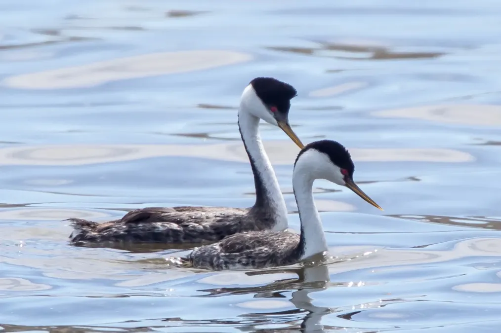 File:Western Grebe (Aechmophorus occidentalis) (20357238151).jpg
