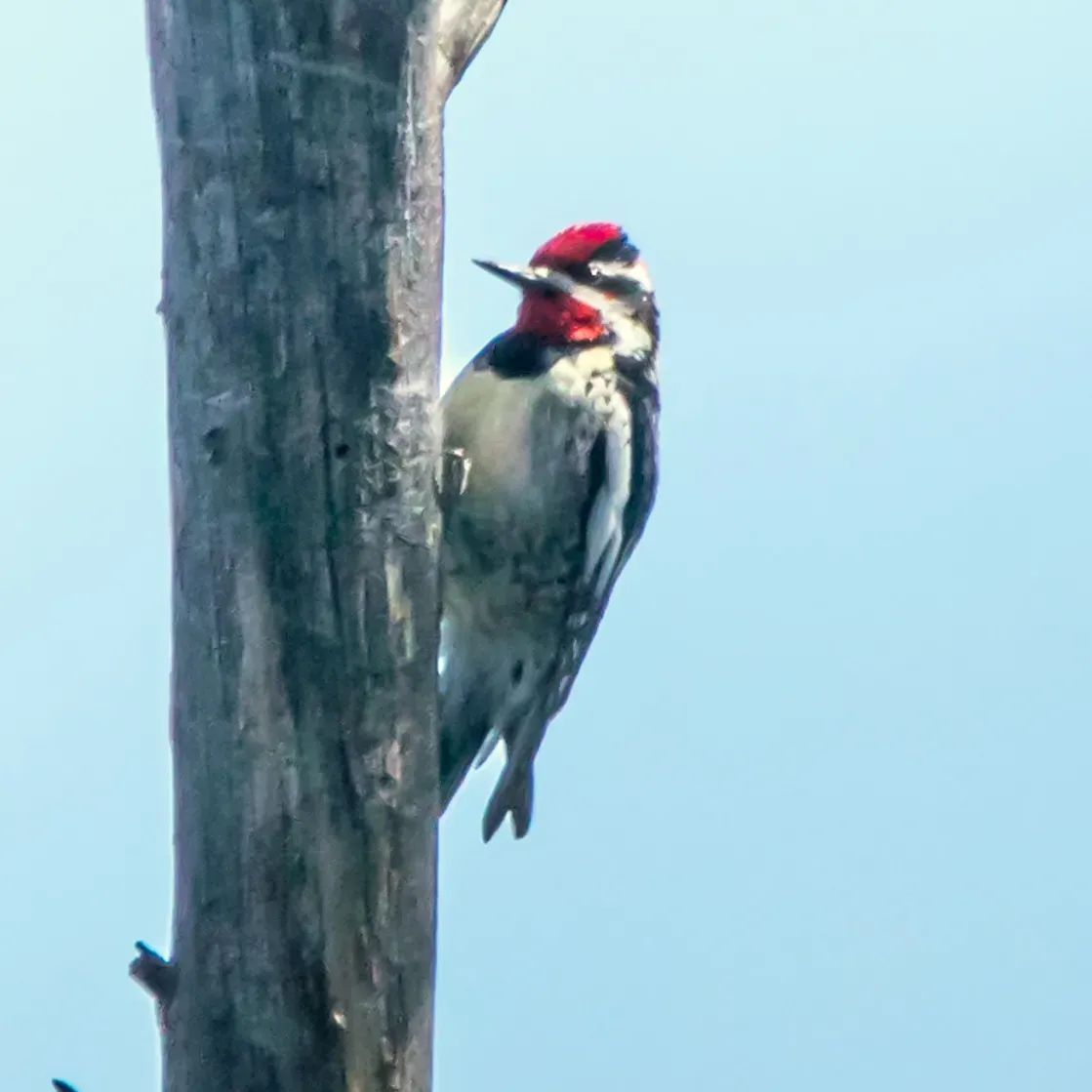 File:Red-naped Sapsucker (Sphyrapicus nuchalis) (19728429914).jpg