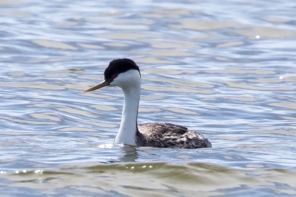 File:Western Grebe (Aechmophorus occidentalis) (20351109485).jpg