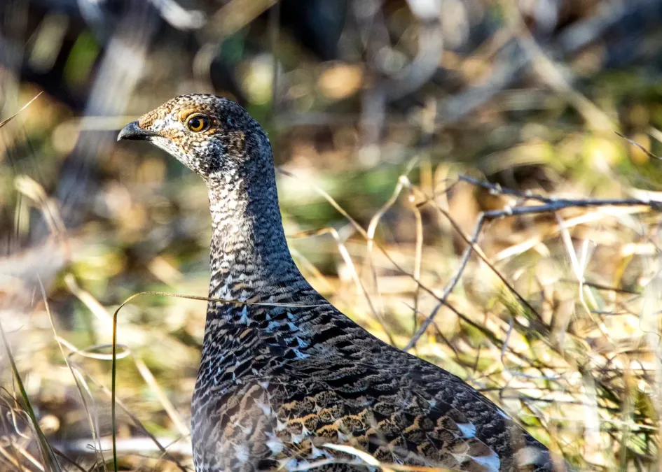 File:Dusky Grouse (Dendragapus obscurus) (20163058548).jpg