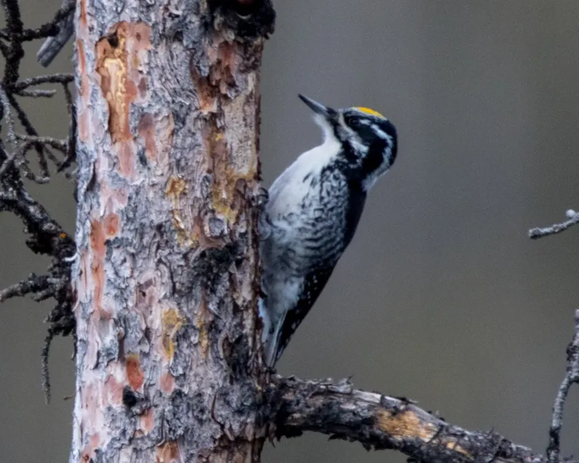 File:American Three-toed Woodpecker (Picoides dorsalis) (20351016815).jpg