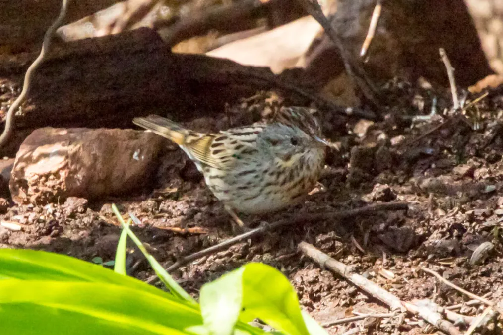 File:Lincoln's Sparrow (Melospiza lincolnii) (20164170649).jpg