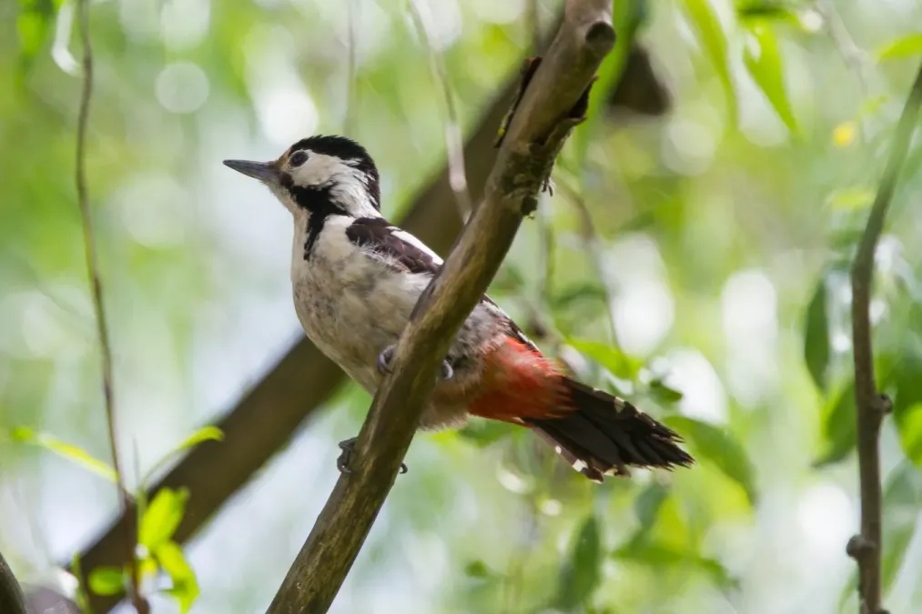 File:Syrian Woodpecker (Dendrocopos syriacus) (14180500490).jpg