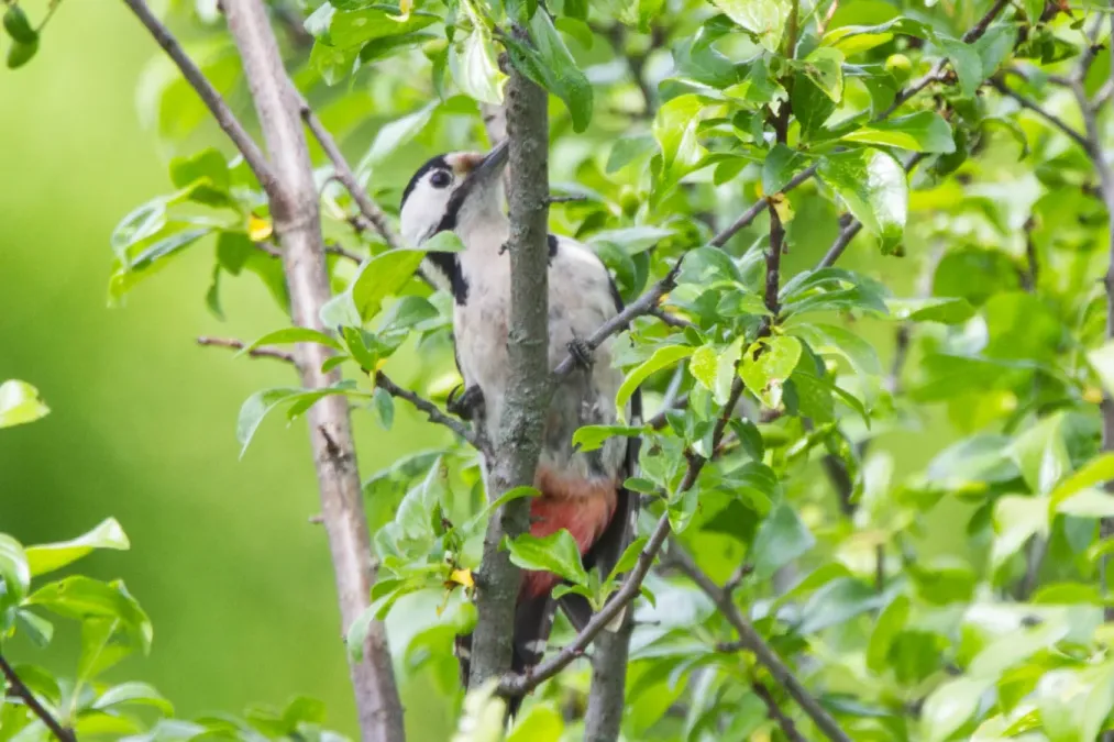 File:Syrian Woodpecker (Dendrocopos syriacus) (14180446998).jpg