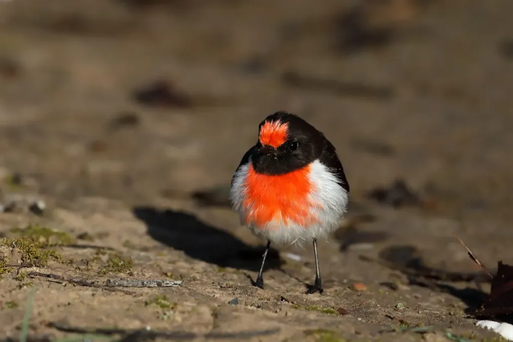 File:Red-capped Robin (Petroica goodenovii) (42903907360).jpg