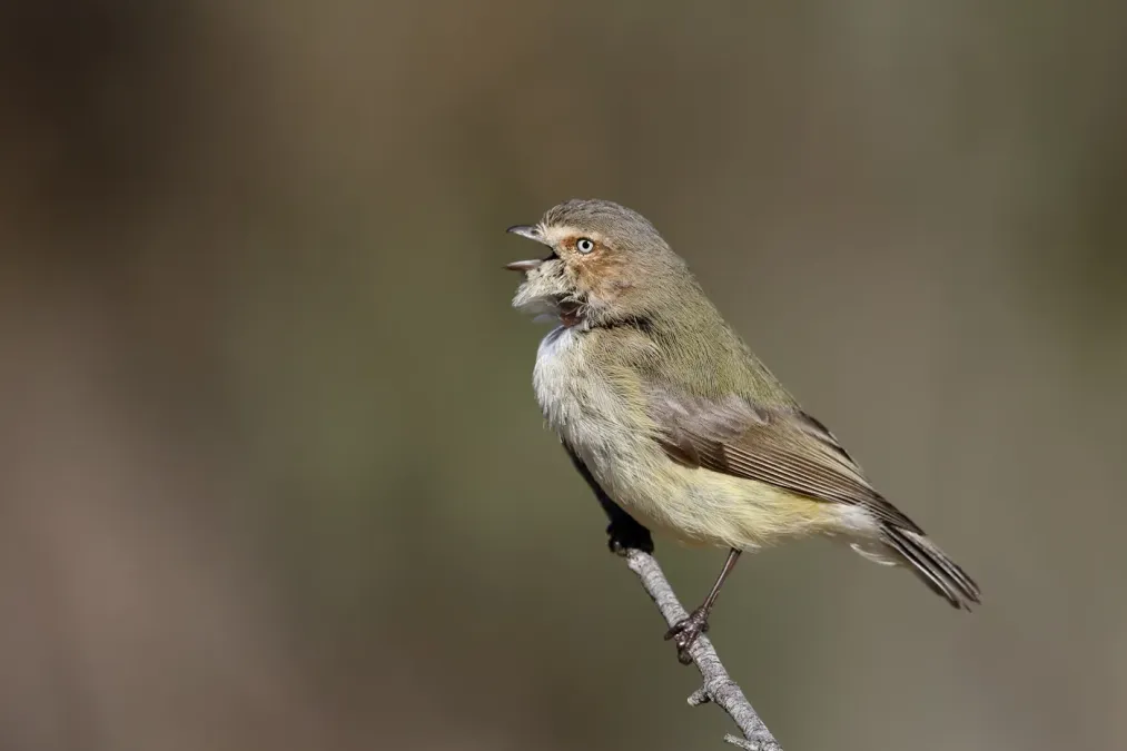 File:Weebill (Smicrornis brevirostris) (30599512138).jpg