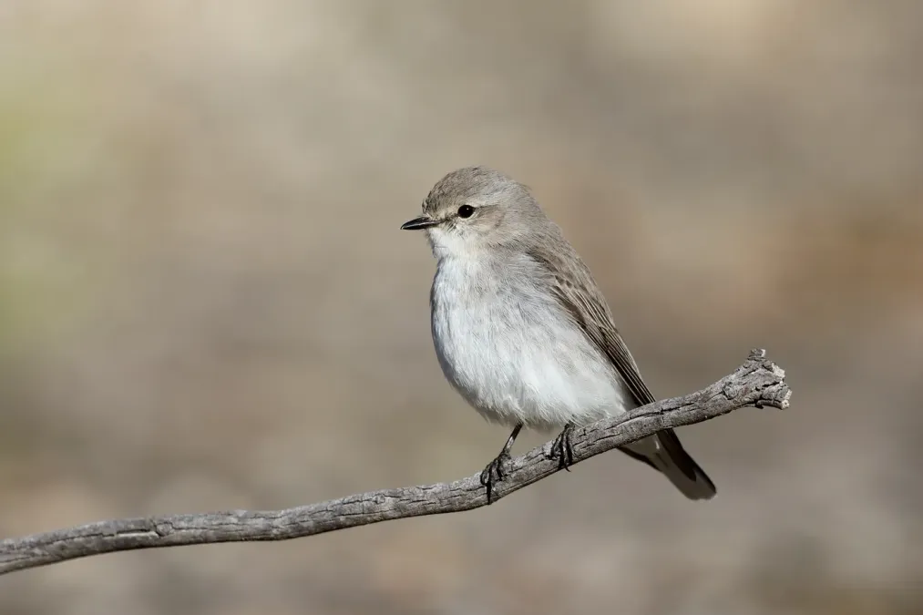 File:Jacky Winter (Microeca fascinans) (44381819051).jpg