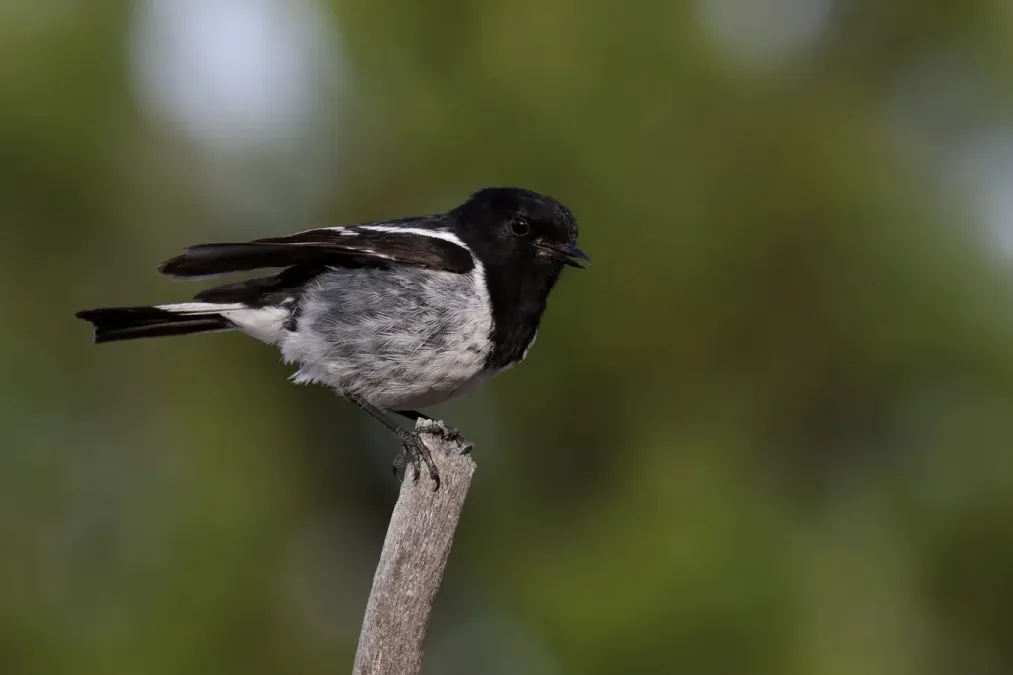 File:Hooded Robin (Melanodryas cucullata) (44206891262).jpg