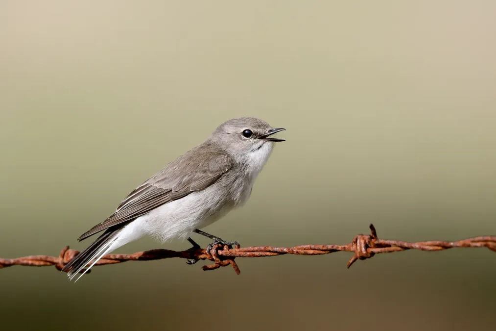 File:Jacky Winter (Microeca fascinans) (29110155207).jpg
