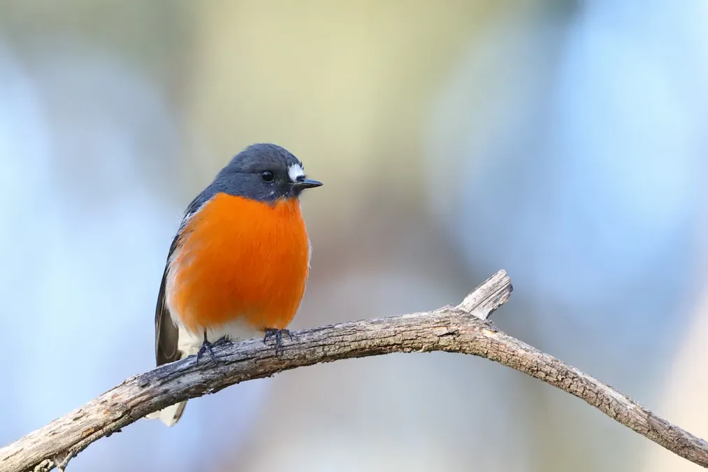 File:Flame Robin (Petroica phoenicea) (43914110462).jpg