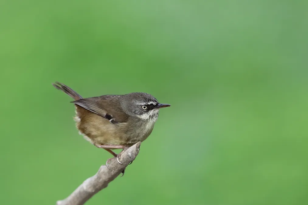 File:White-browed Scrubwren (Sericornis frontalis) (43143490804).jpg