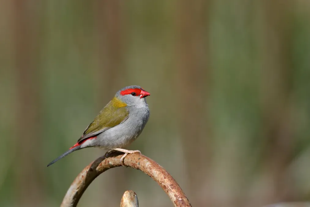 File:Red-browed Finch (Neochmia temporalis) (42828953424).jpg