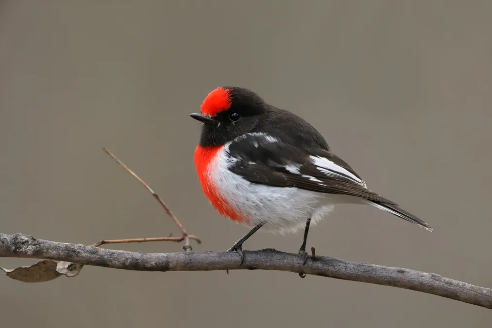 File:Red-capped Robin (Petroica goodenovii) (42392132735).jpg