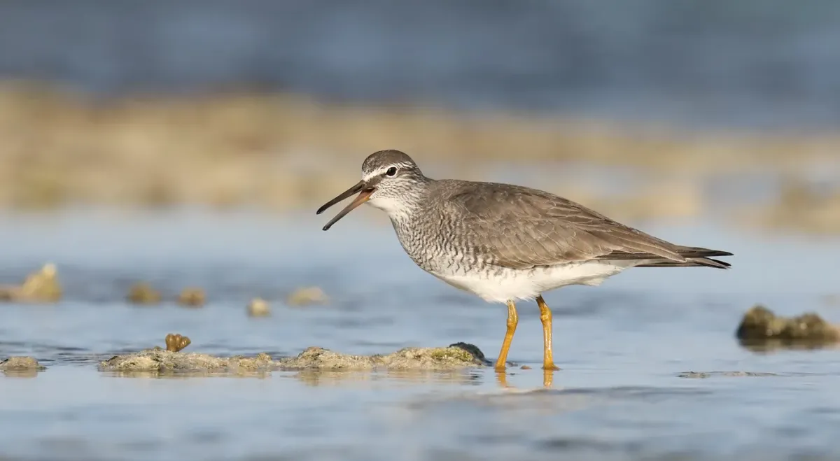 File:Grey-tailed Tattler (Tringa brevipes) (42474642534).jpg