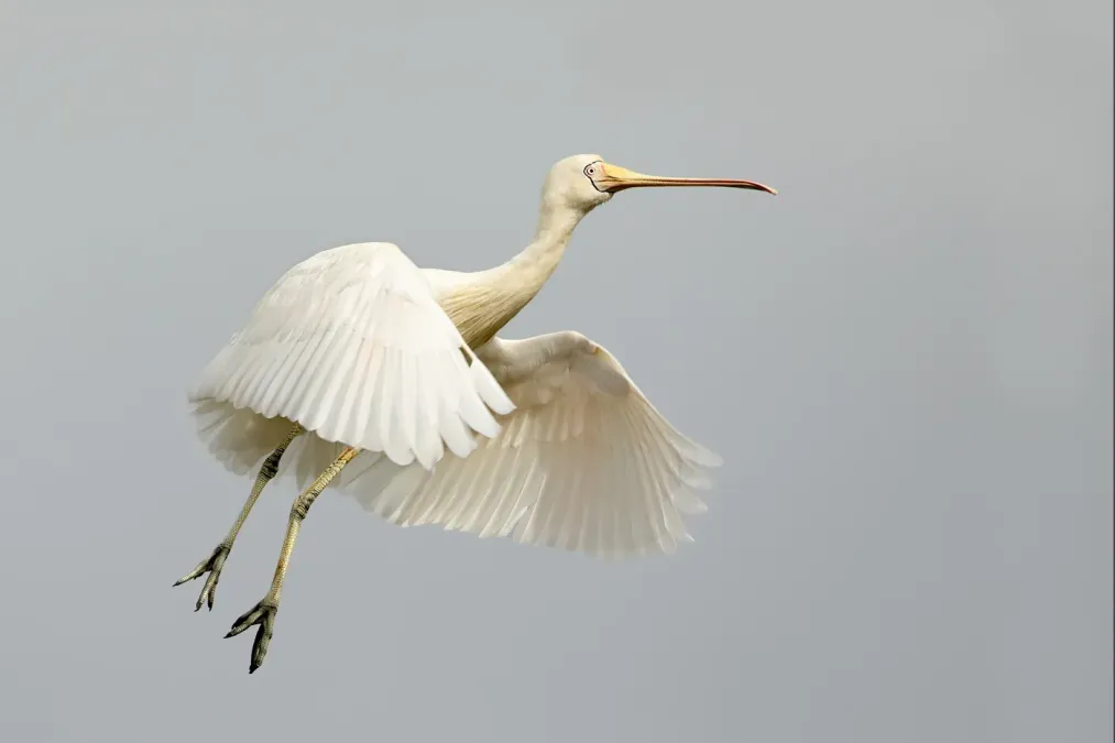 File:Yellow-billed Spoonbill (Platalea flavipes) (42722510472).jpg