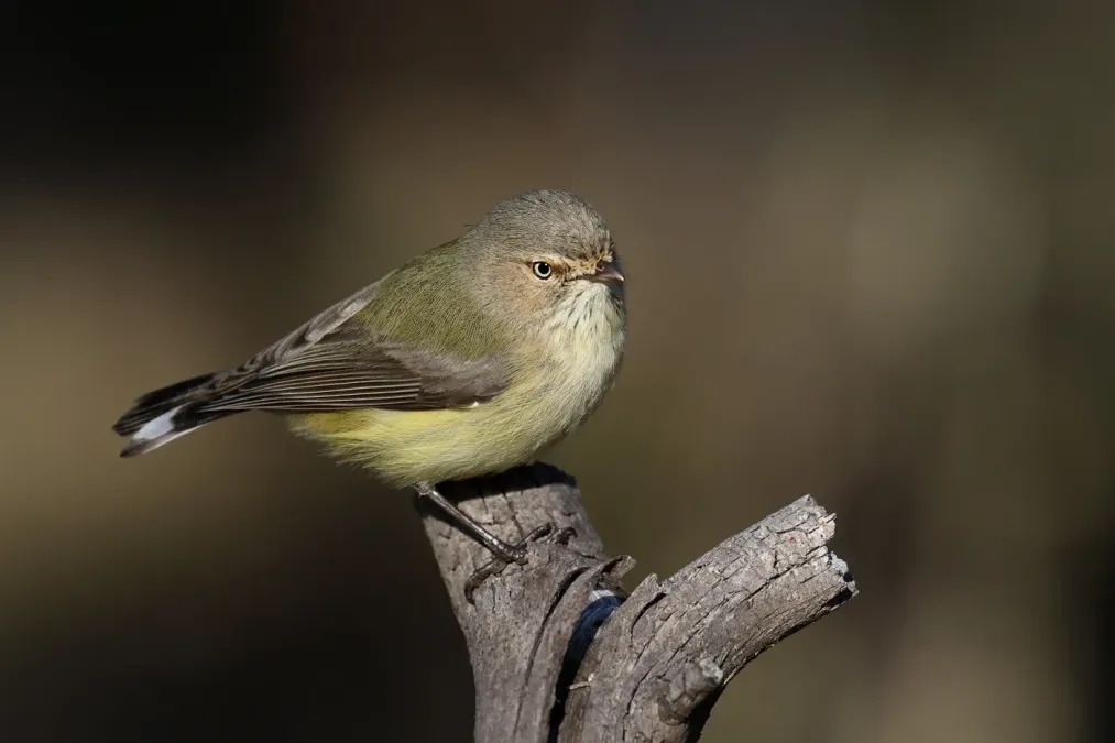 File:Weebill (Smicrornis brevirostris) (41590079485).jpg