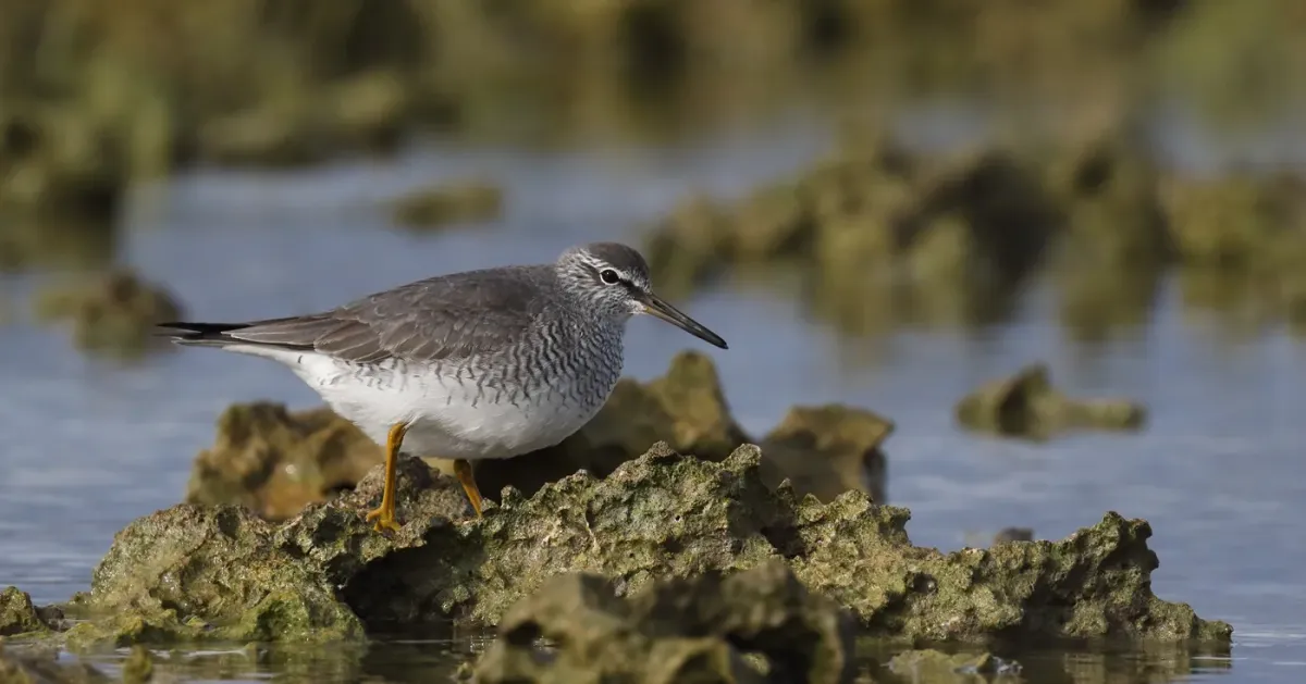 File:Grey-tailed Tattler (Tringa brevipes) (40598780980).jpg