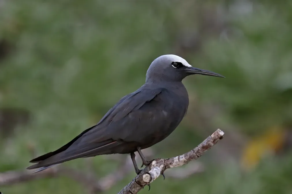 File:Black Noddy (Anous minutus) (42450468011).jpg