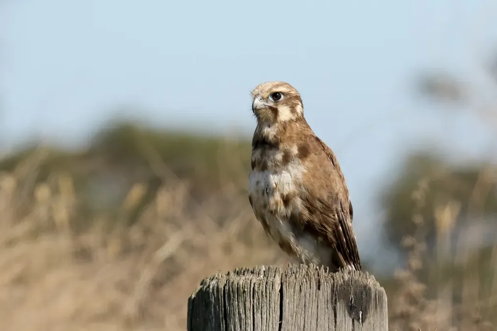 File:Brown Falcon (Falco berigora) (27571486738).jpg
