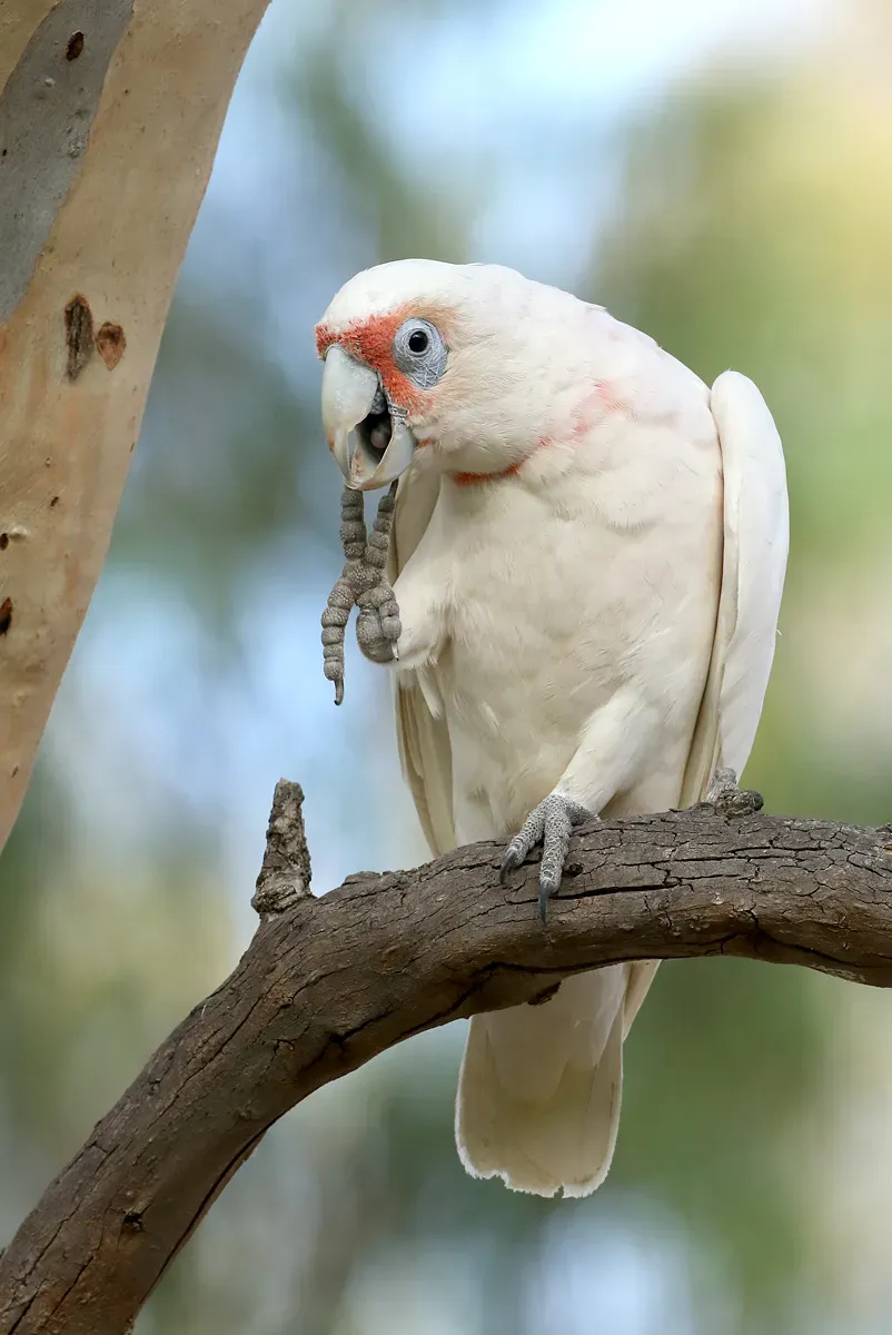 File:Long-billed Corella (Cacatua tenuirostris) (40354691775).jpg