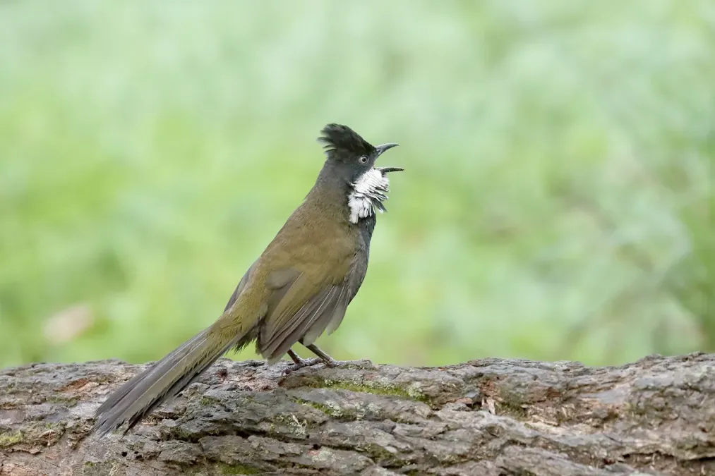 File:Eastern Whipbird (Psophodes olivaceus) (38450581260).jpg