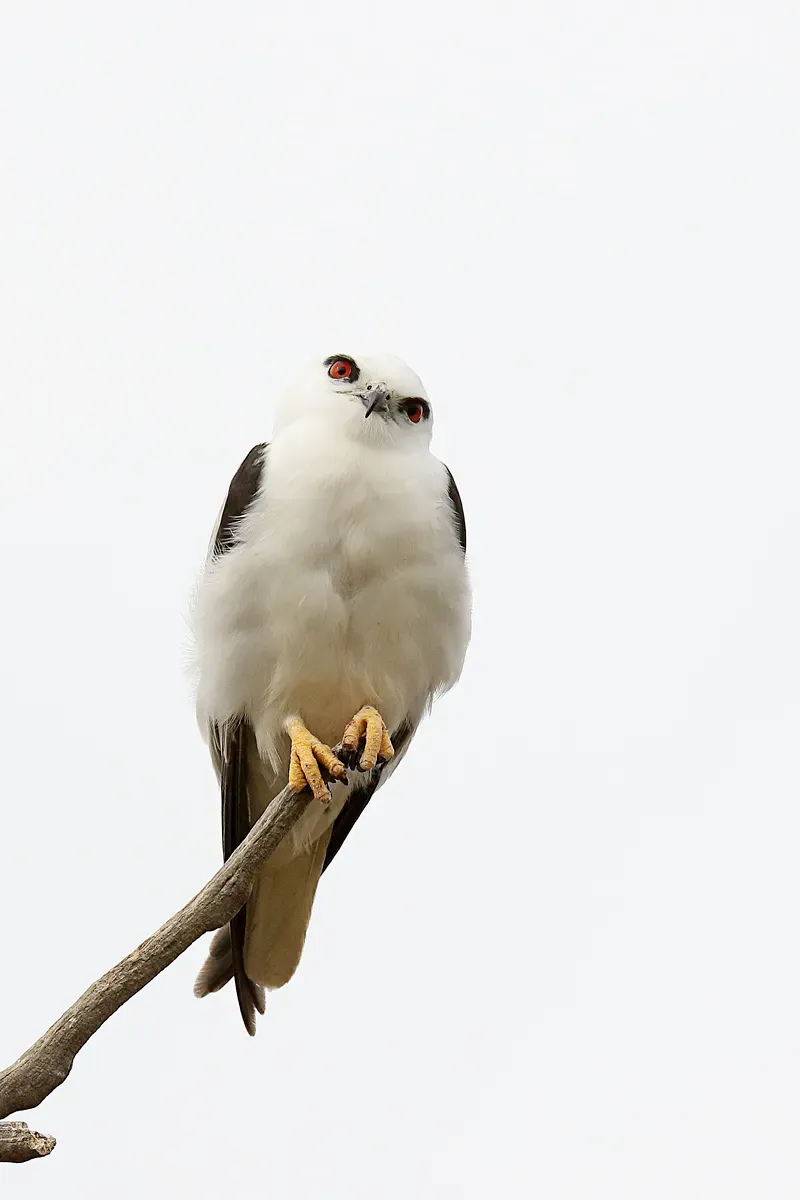 File:Black-shouldered Kite (Elanus axillaris), Newstead, Victoria (39036188992).jpg