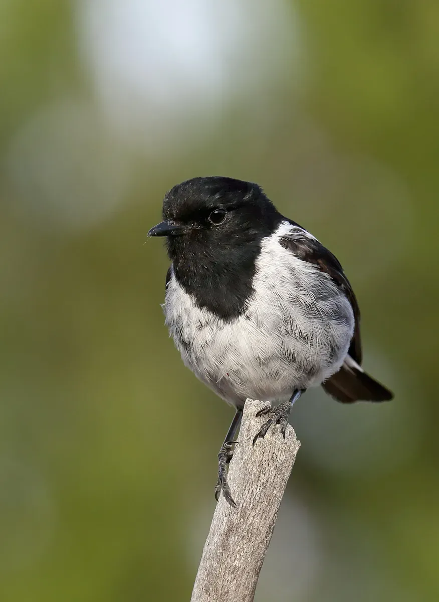File:Hooded Robin (Melanodryas cucullata) (38251363966).jpg