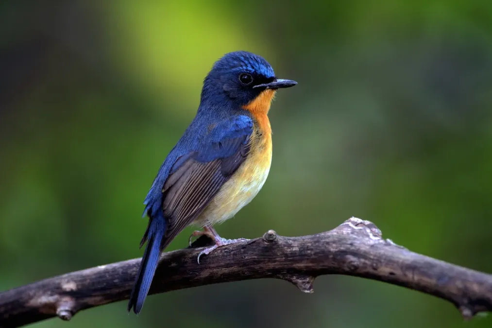 File:Hill Blue Flycatcher (Cyornis whitei), Bangkok, Thailand (38246246821).jpg