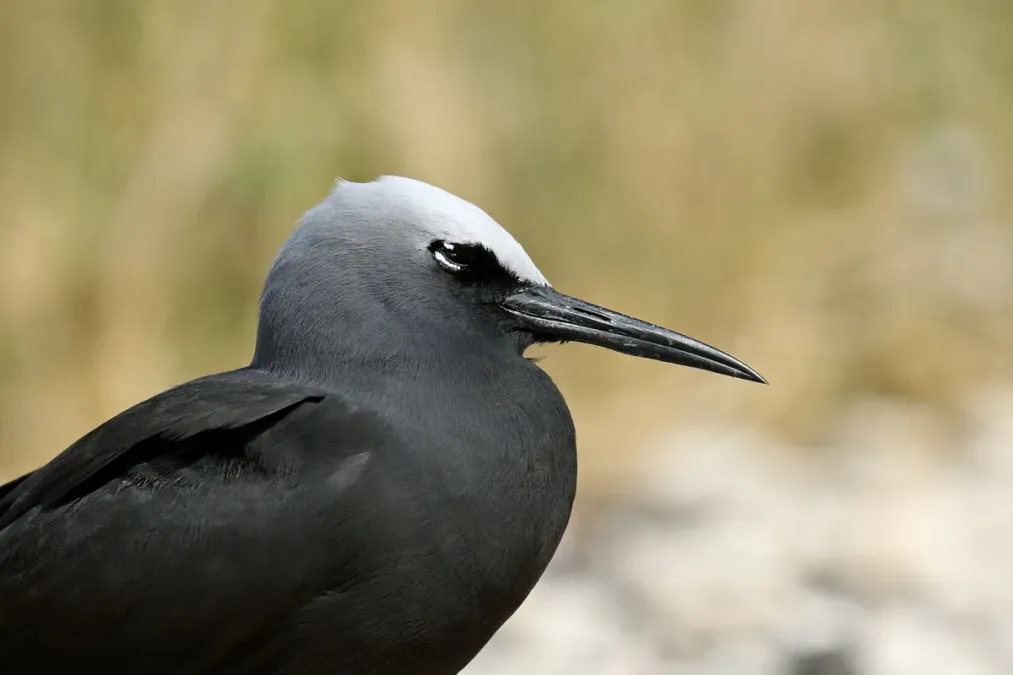 File:Black Noddy (Anous minutus) (37553083262).jpg