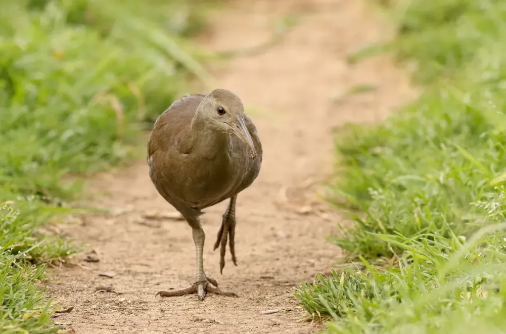 File:Lord Howe Woodhen (Gallirallus sylvestris) (37402335136).jpg
