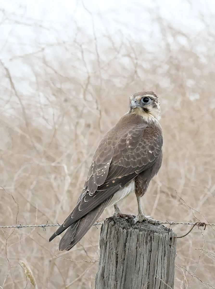 File:Brown Falcon (Falco berigora) (32379623804).jpg