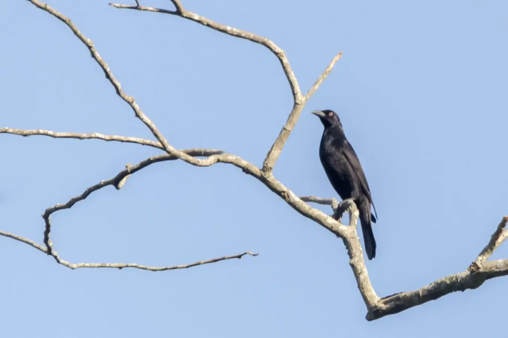 File:Giant Cowbird Tordo Pirata (Molothrus oryzivorus oryzivorus) (30411196776).jpg