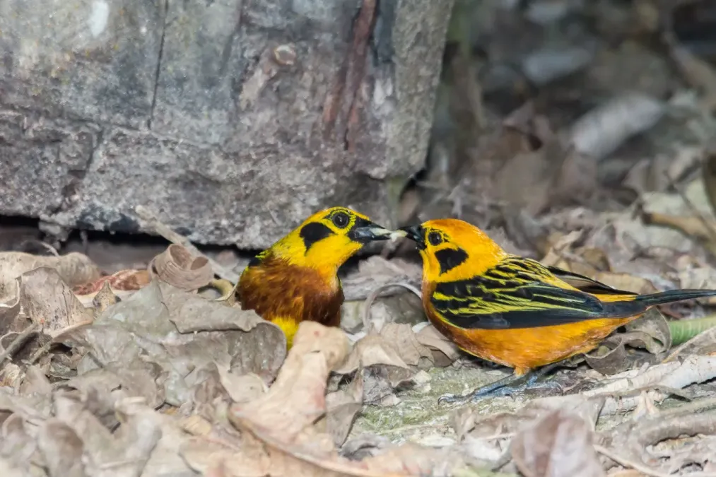 File:Golden Tanager Tangara Dorada (Tangara arthus arthus) (27252389942).jpg
