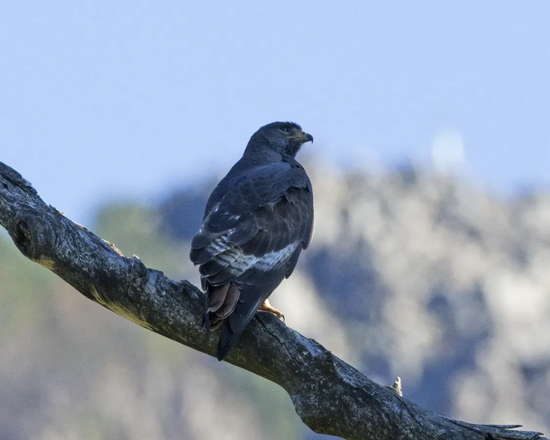 File:Jackal Buzzard (Buteo rufofuscus) (28916876670).jpg