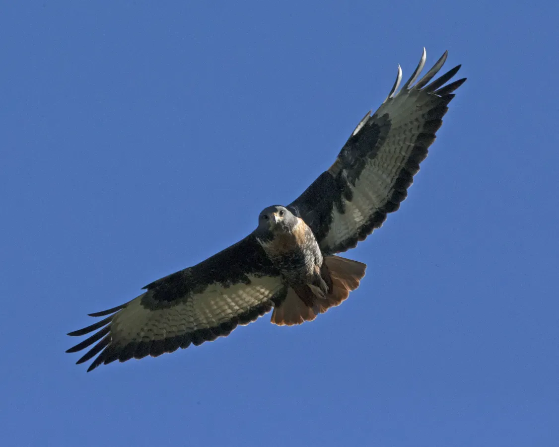 File:Jackal Buzzard (Buteo rufofuscus) (28916880300).jpg