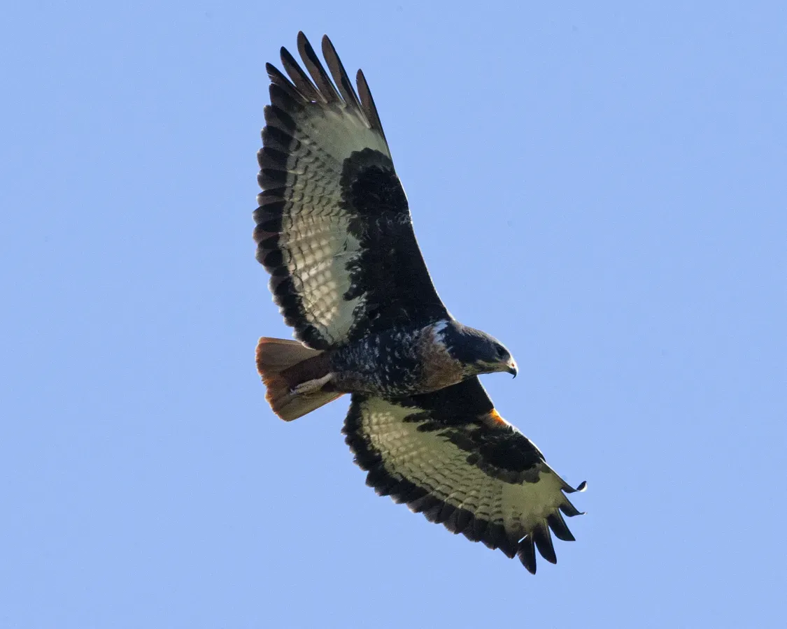 File:Jackal Buzzard (Buteo rufofuscus) (28584572603).jpg