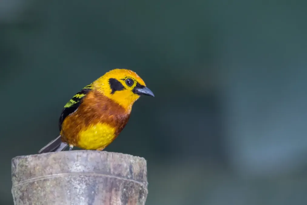 File:Golden Tanager Tangara Dorada (Tangara arthus arthus) (27279453011).jpg