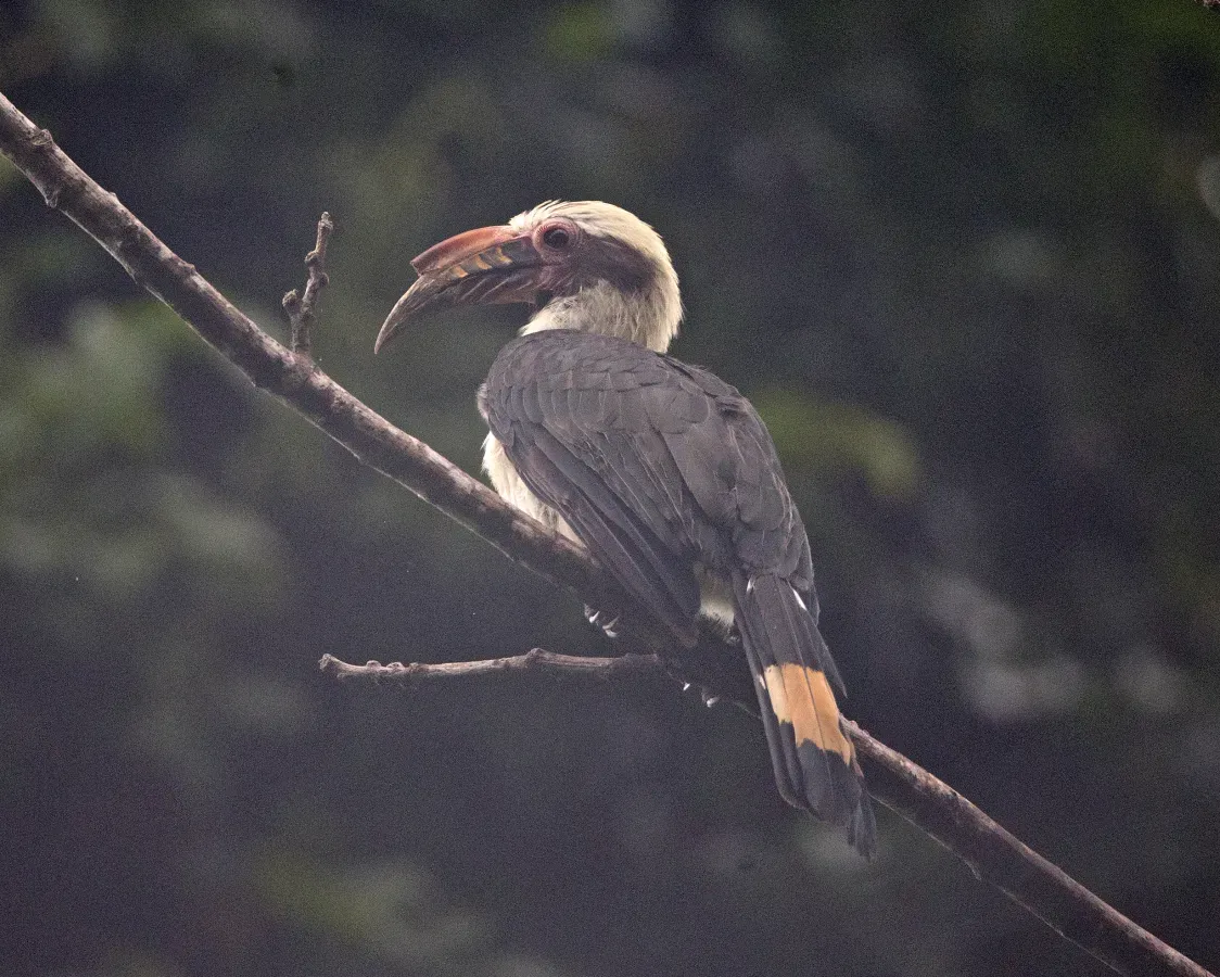 File:Luzon Hornbill (Penelopides manillae) male (19280137763).jpg