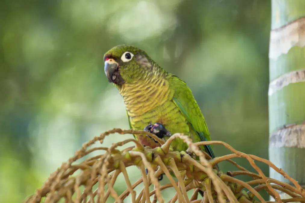 File:Pyrrhura frontalis (6991508056).jpg