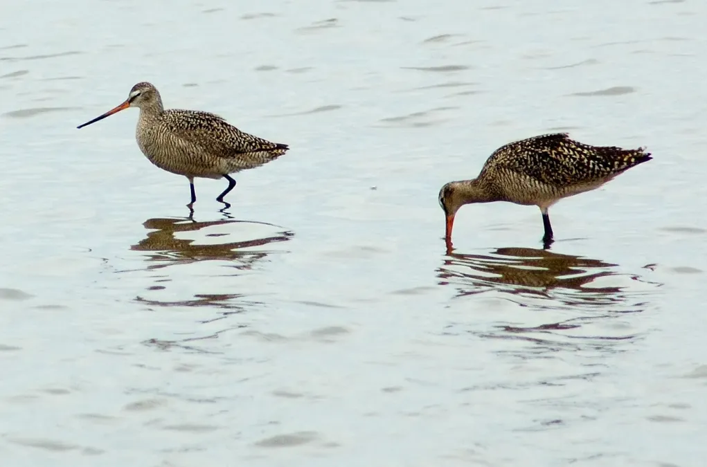 File:Marbled Godwits (Limosa fedoa) (129832125).jpg