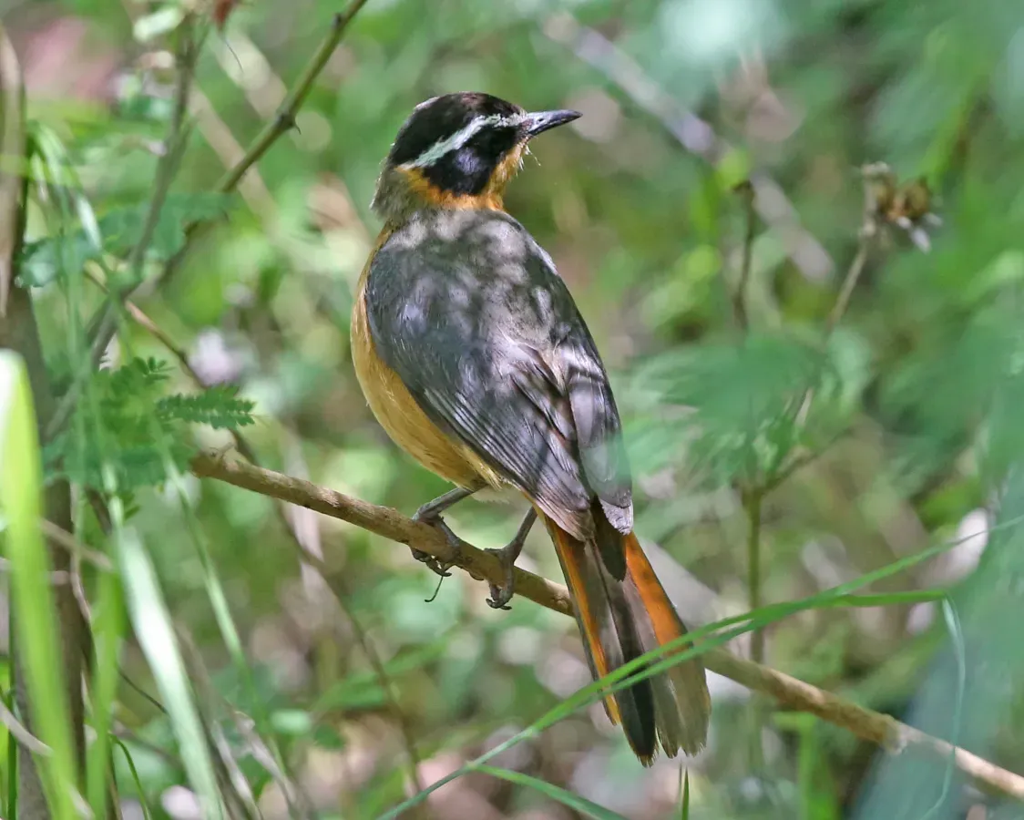 File:White-browed Robin-Chat (Cossypha heuglini) (8758771112).jpg